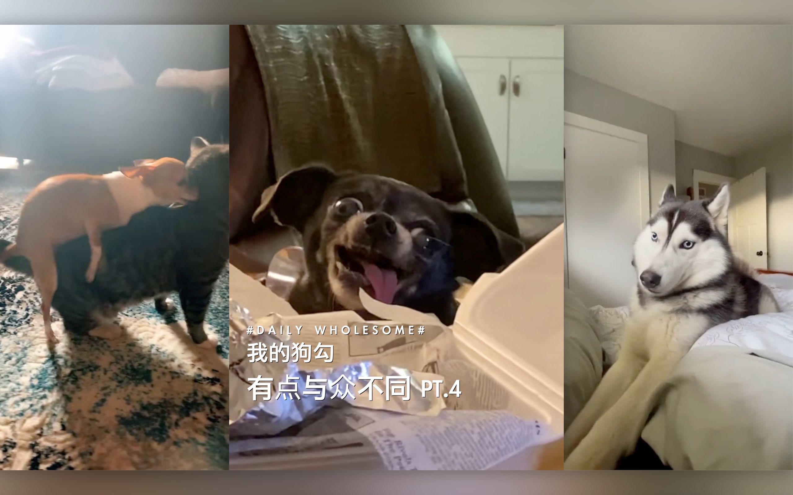 我的狗勾有点与众不同 Pt.4_哔哩哔哩_bilibili