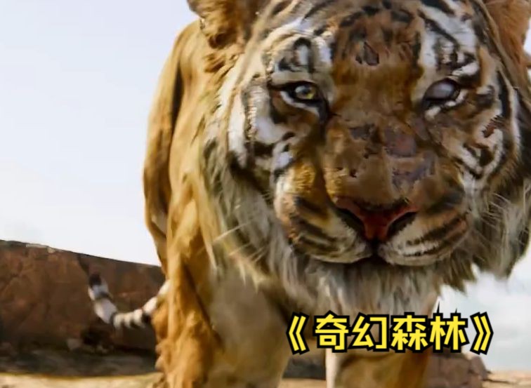 《奇幻森林》的介绍和奇幻森林观后感剧情简介