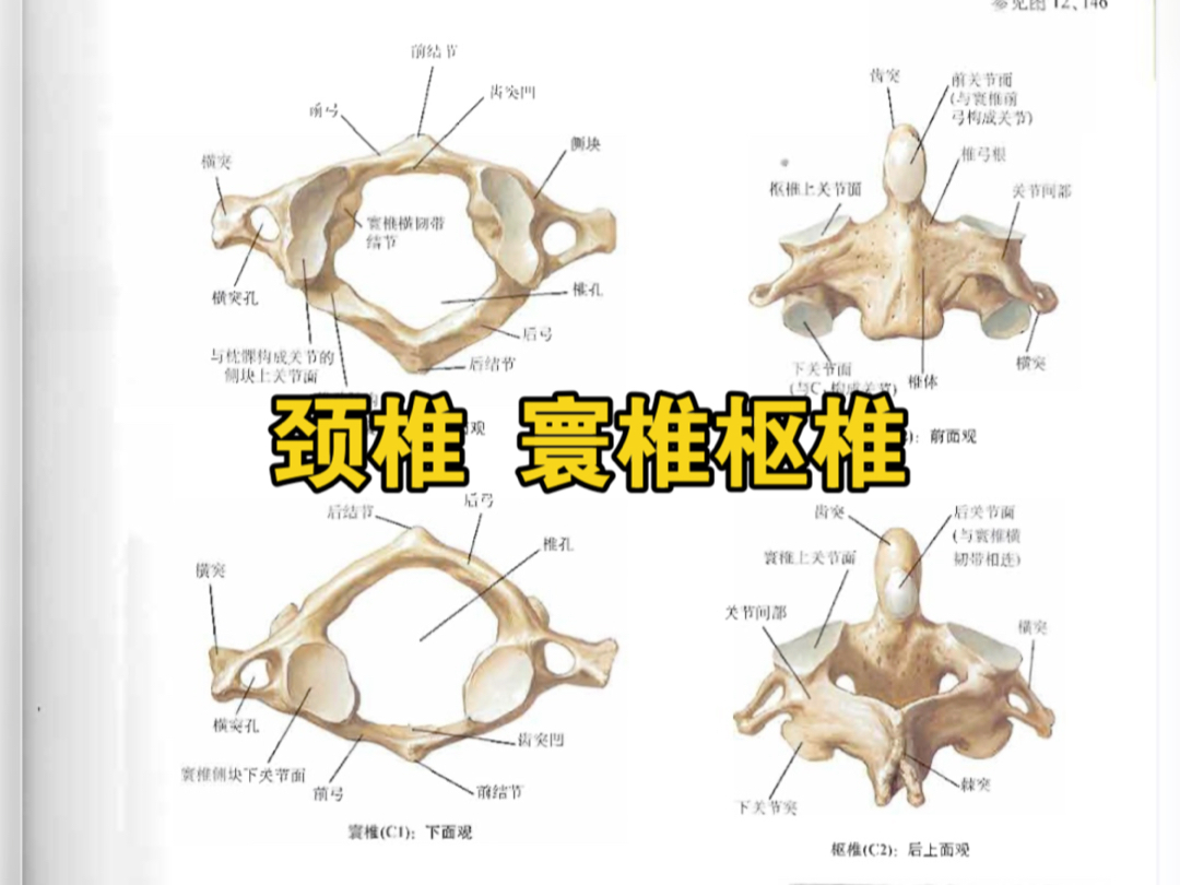 颈椎 寰椎 枢椎.奈特博士.解剖图谱哔哩哔哩bilibili