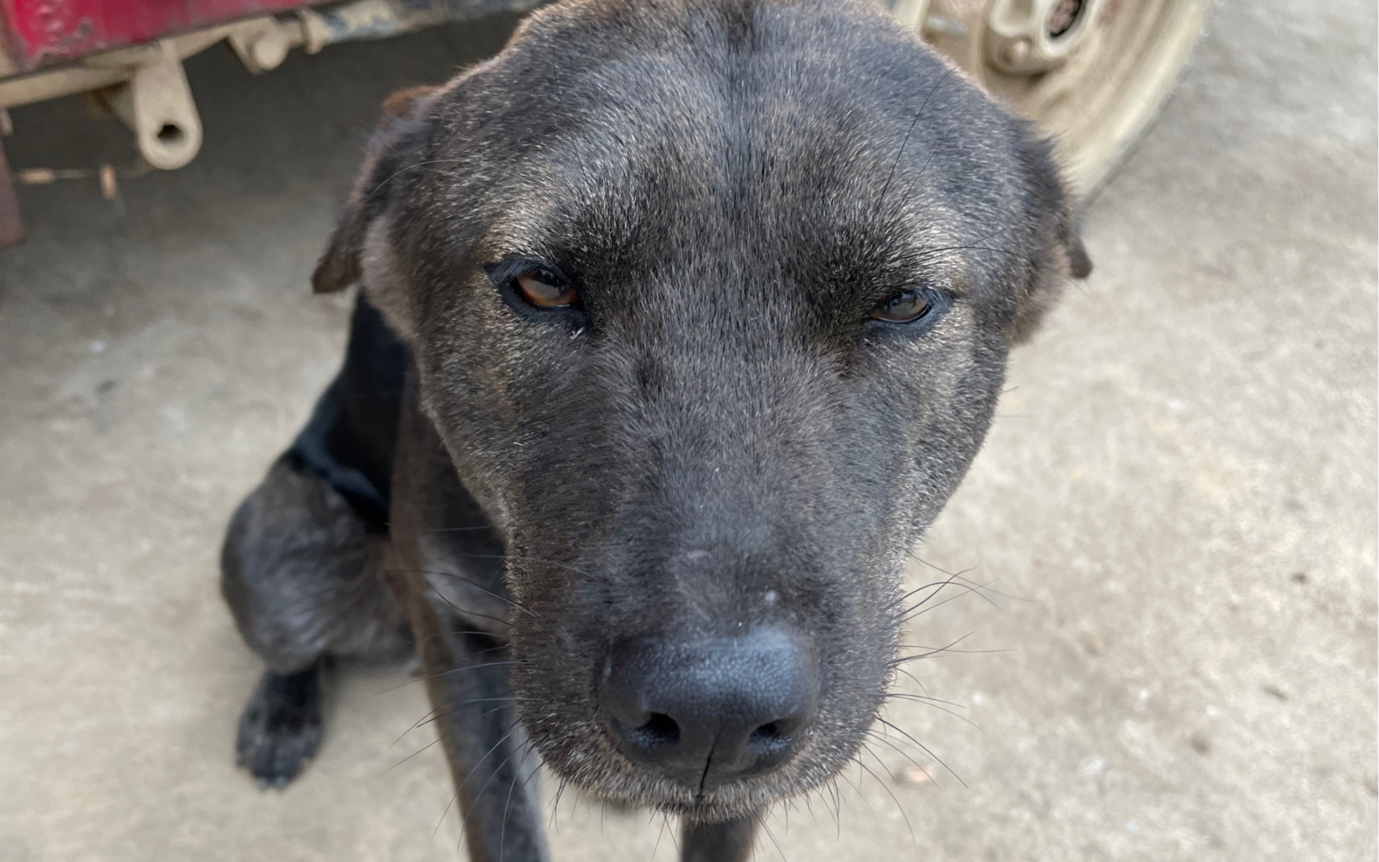 大黑狗被捕兽夹困在山里4小时后被我妈解救了