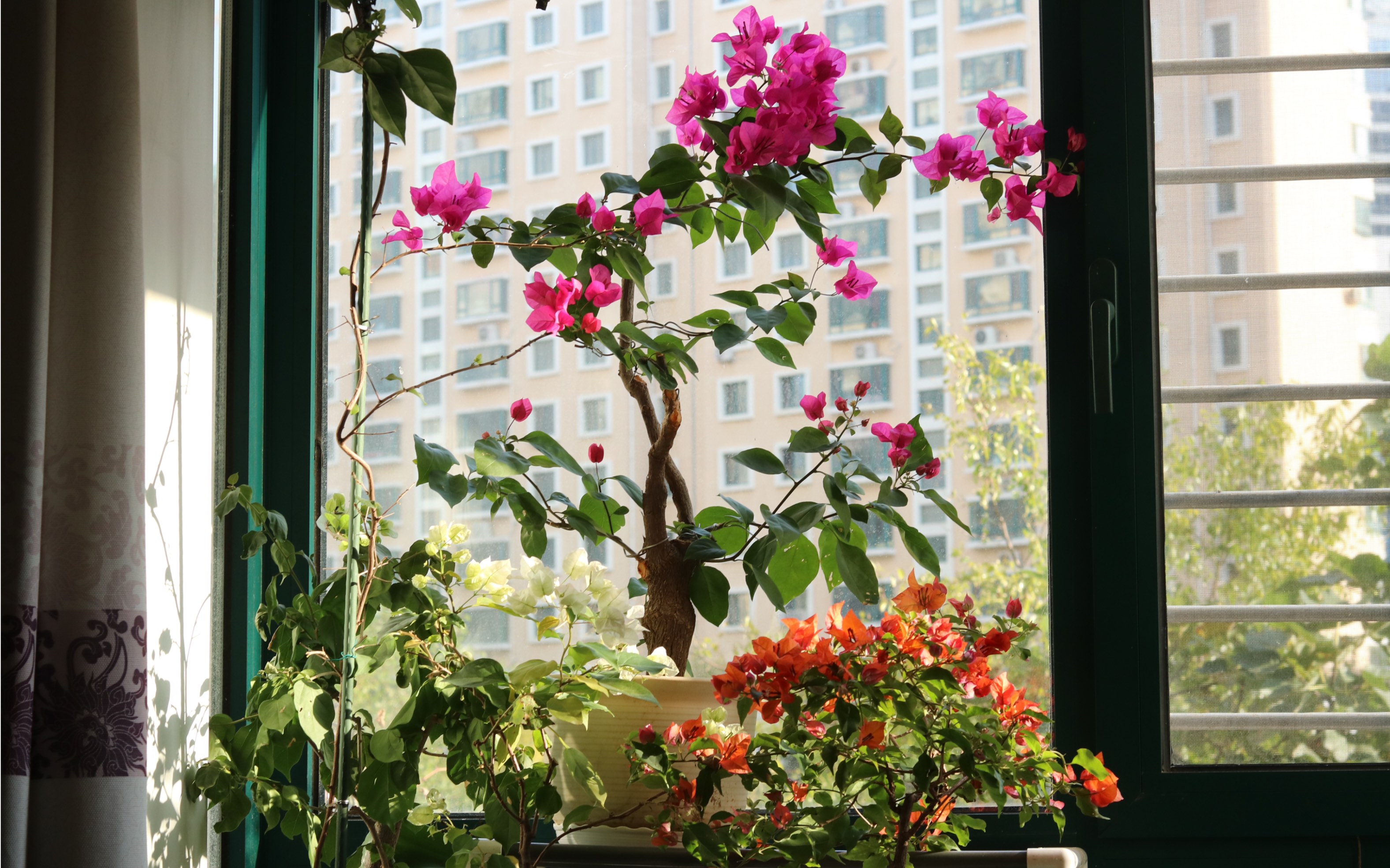 三角梅绿叶玫瑰红