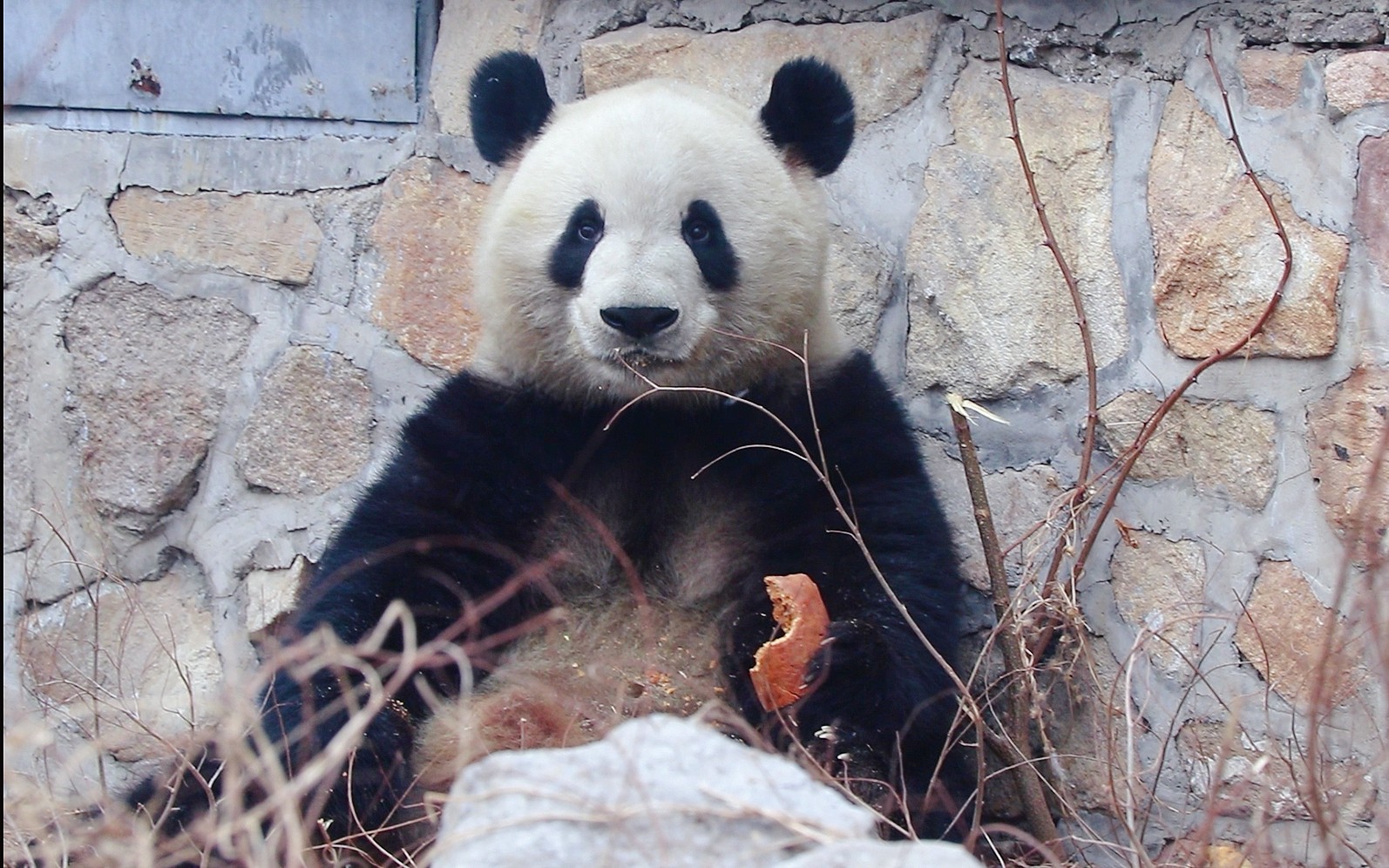 【大熊猫萌兰】奶妈给胖娃儿喂零食,好大一块窝窝头～(20190214)_哔哩