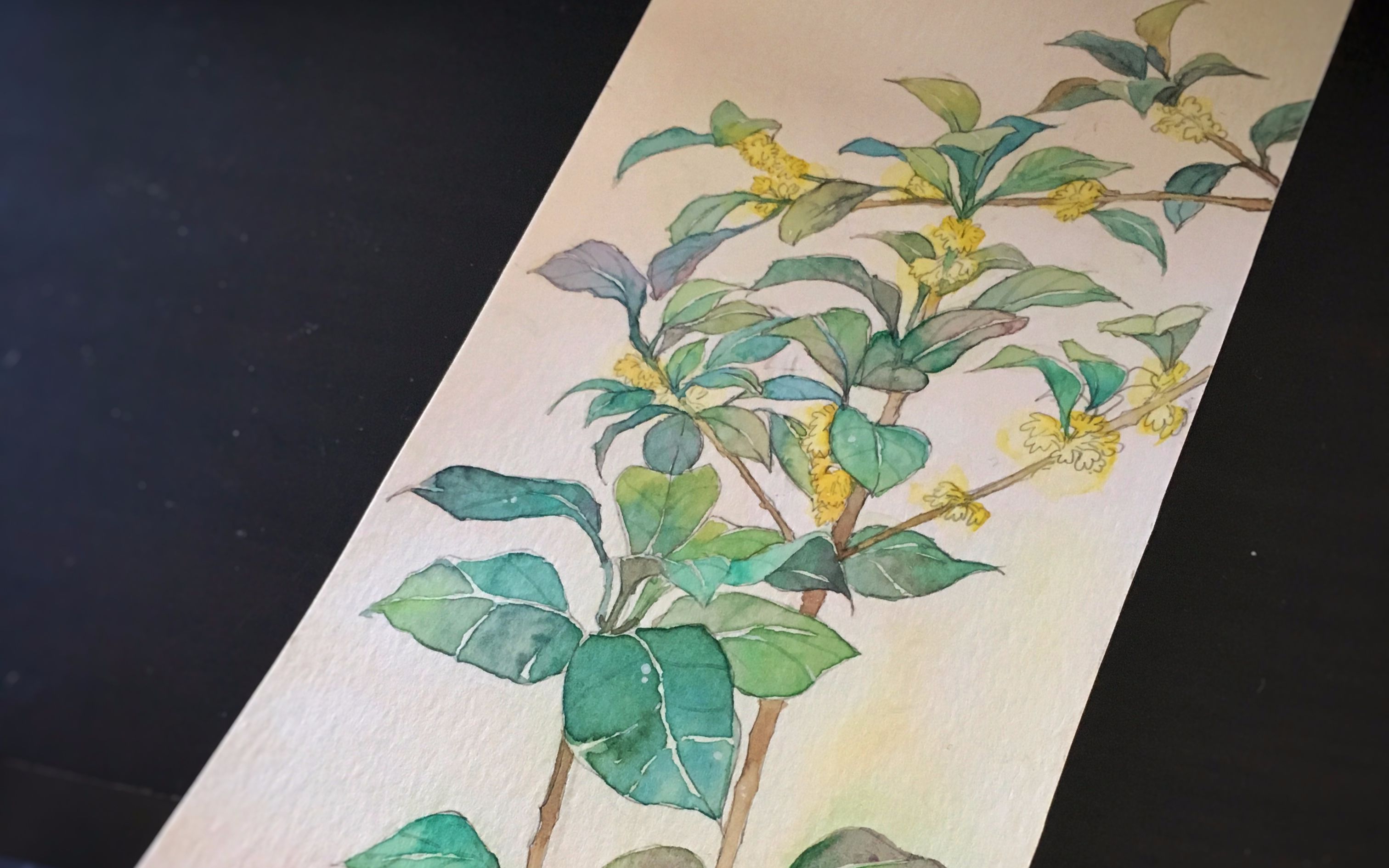 【尼小傻的studio】水彩植物——桂花_哔哩哔哩 (゜-゜)つロ 干杯