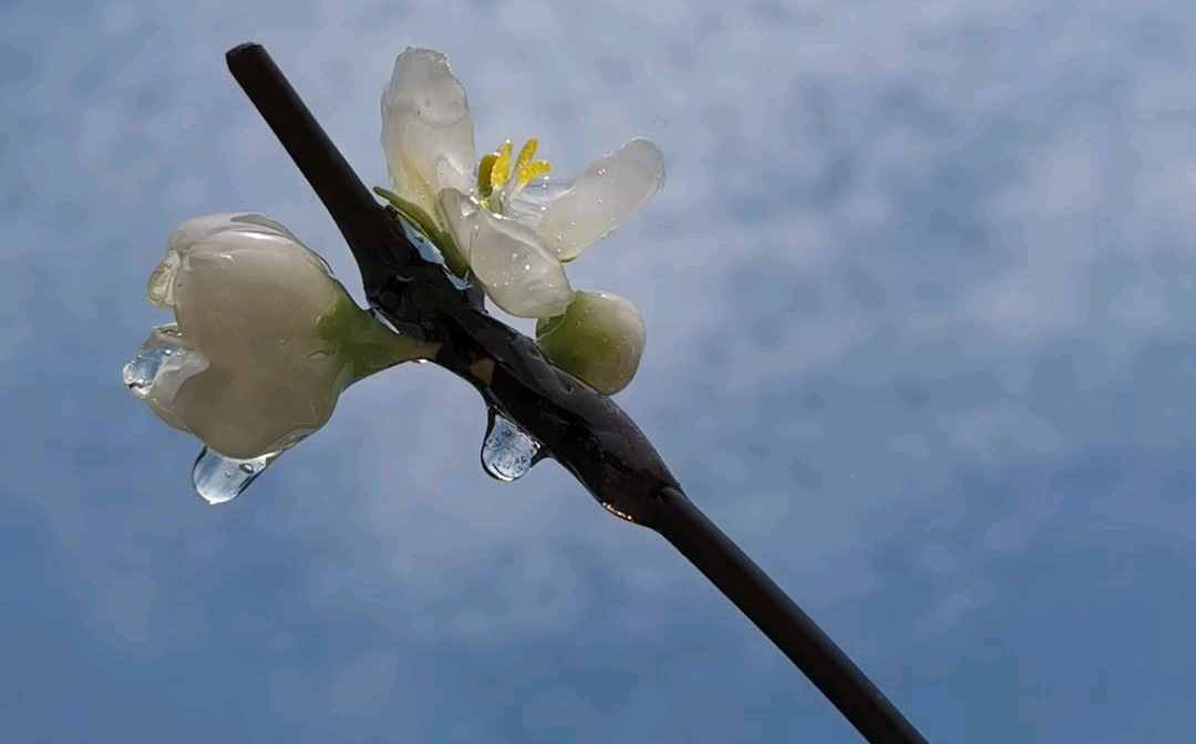 绿萼冰花图片