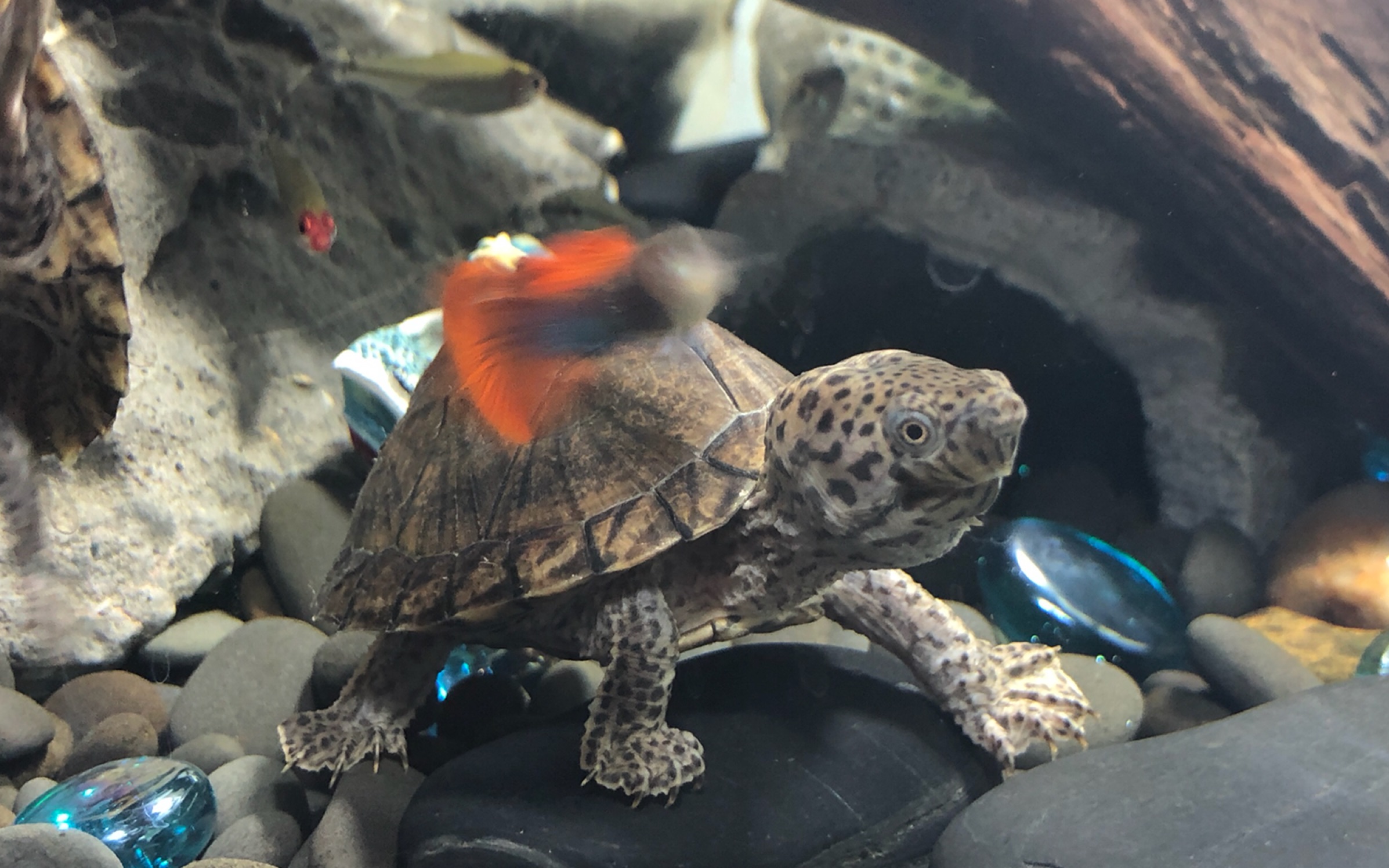 [剃刀龟]龟缸里神奇的新生命