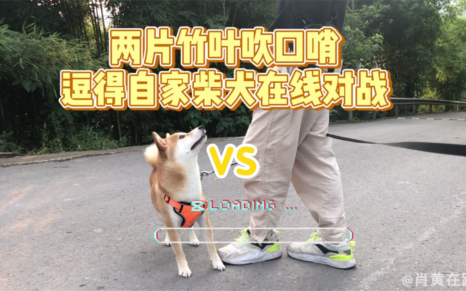 [图]如何用竹叶吹哨，让自家柴犬与你在线battle。