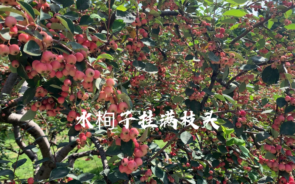 水栒子挂满枝头哔哩哔哩bilibili