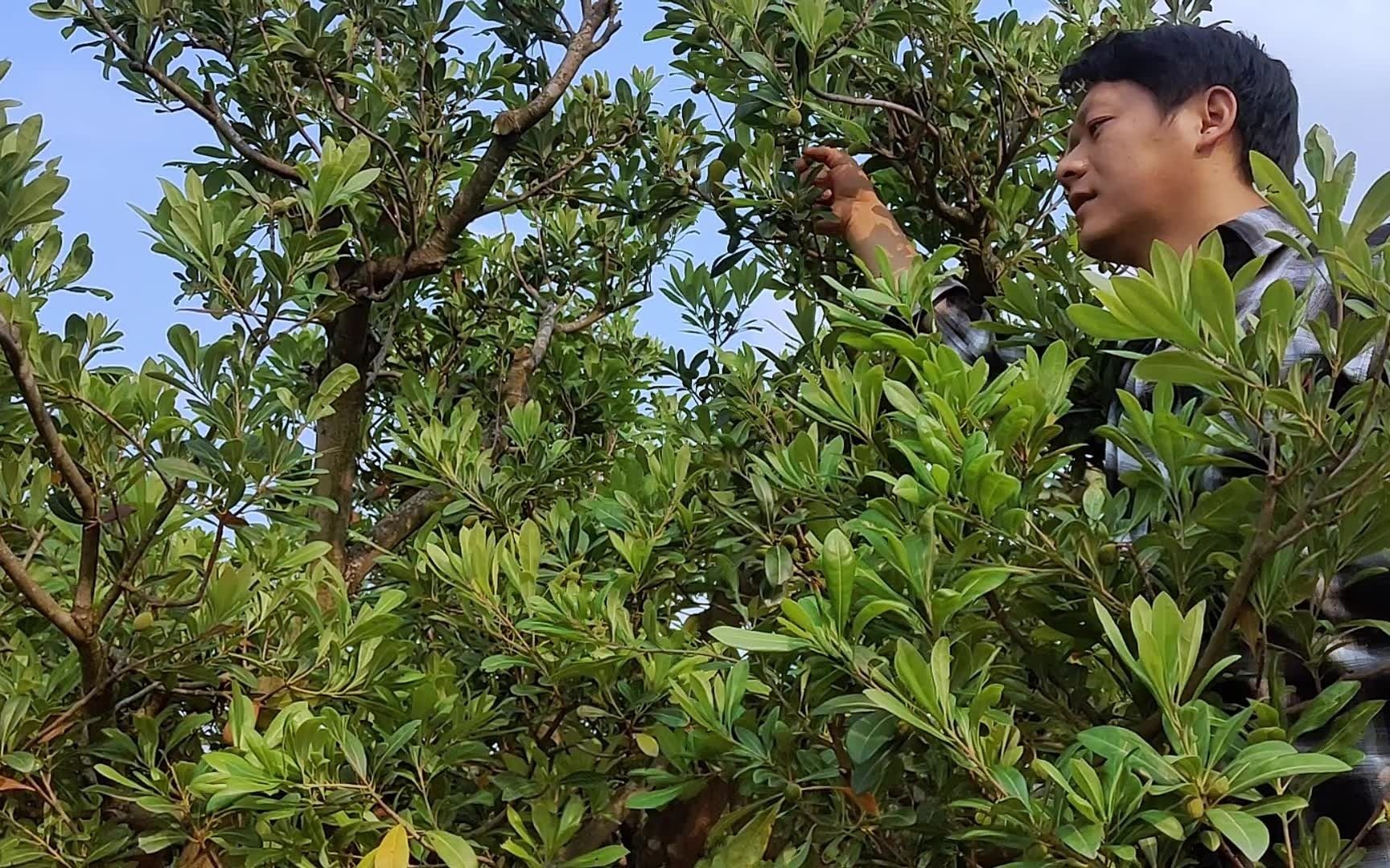 我们今天上山去进行杨梅疏果/Today, I went to the mountain to thinning the fruits of Myrica rub哔哩哔哩bilibili