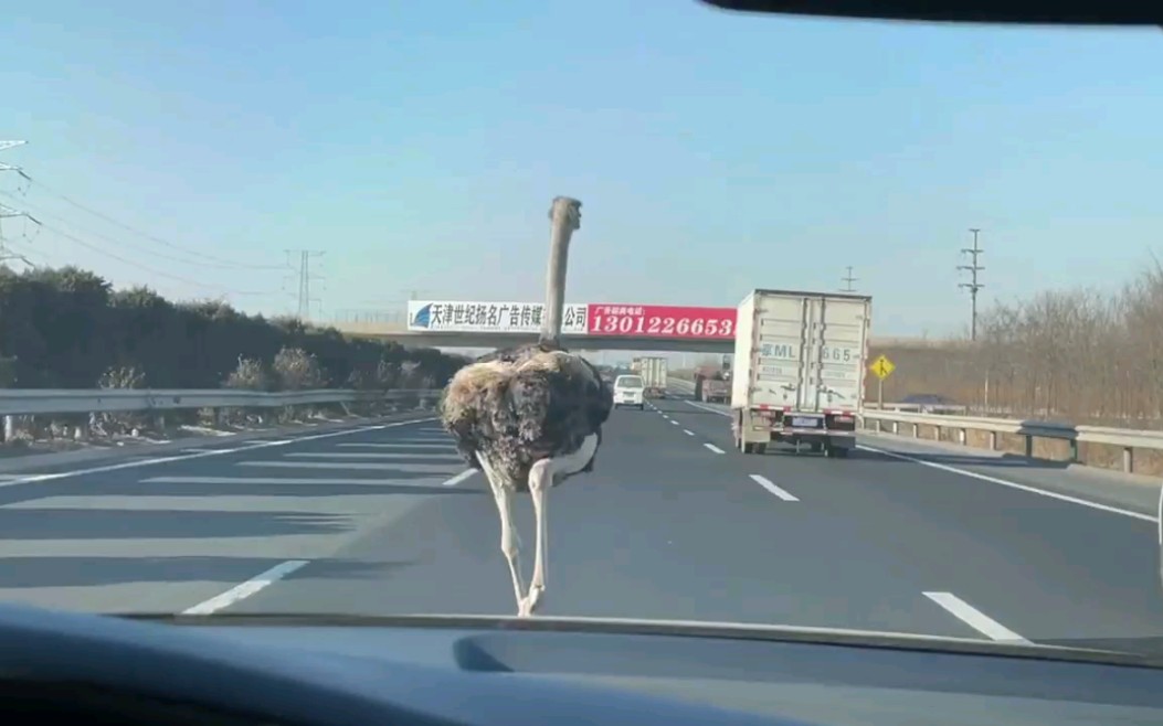 [图]高速上偶遇鸵鸟奔跑