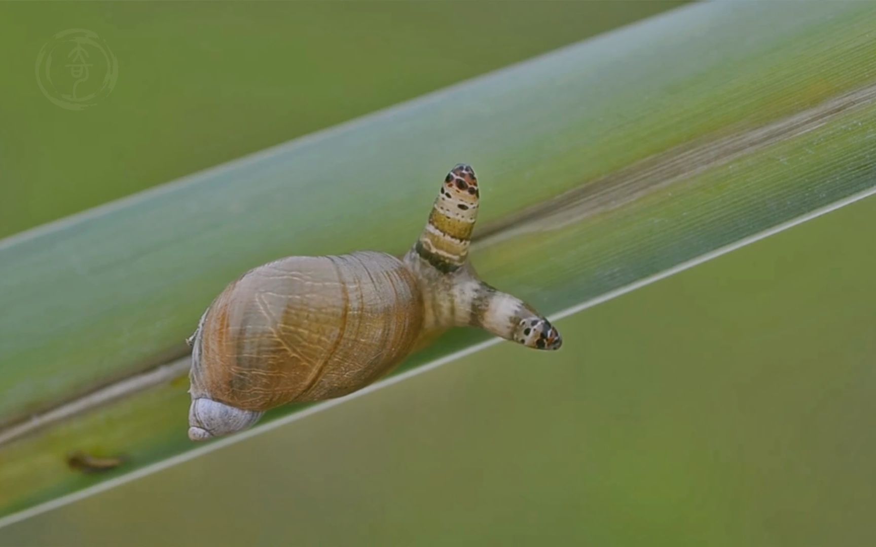 寄生在蜗牛眼睛里的虫图片