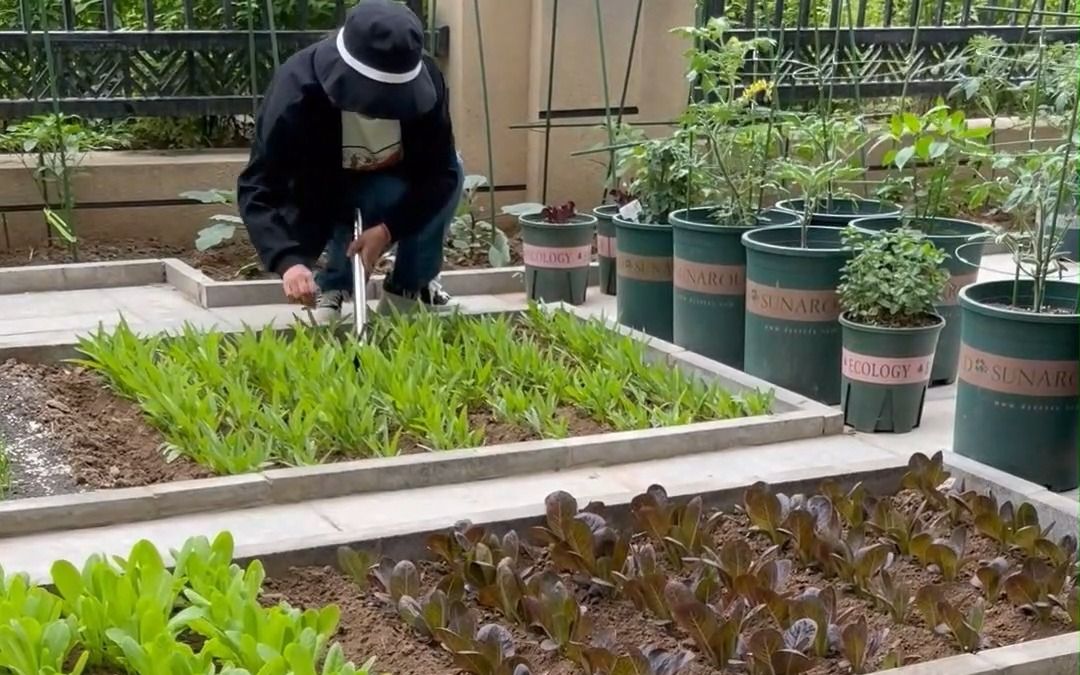 你们要的小院种菜规划来了