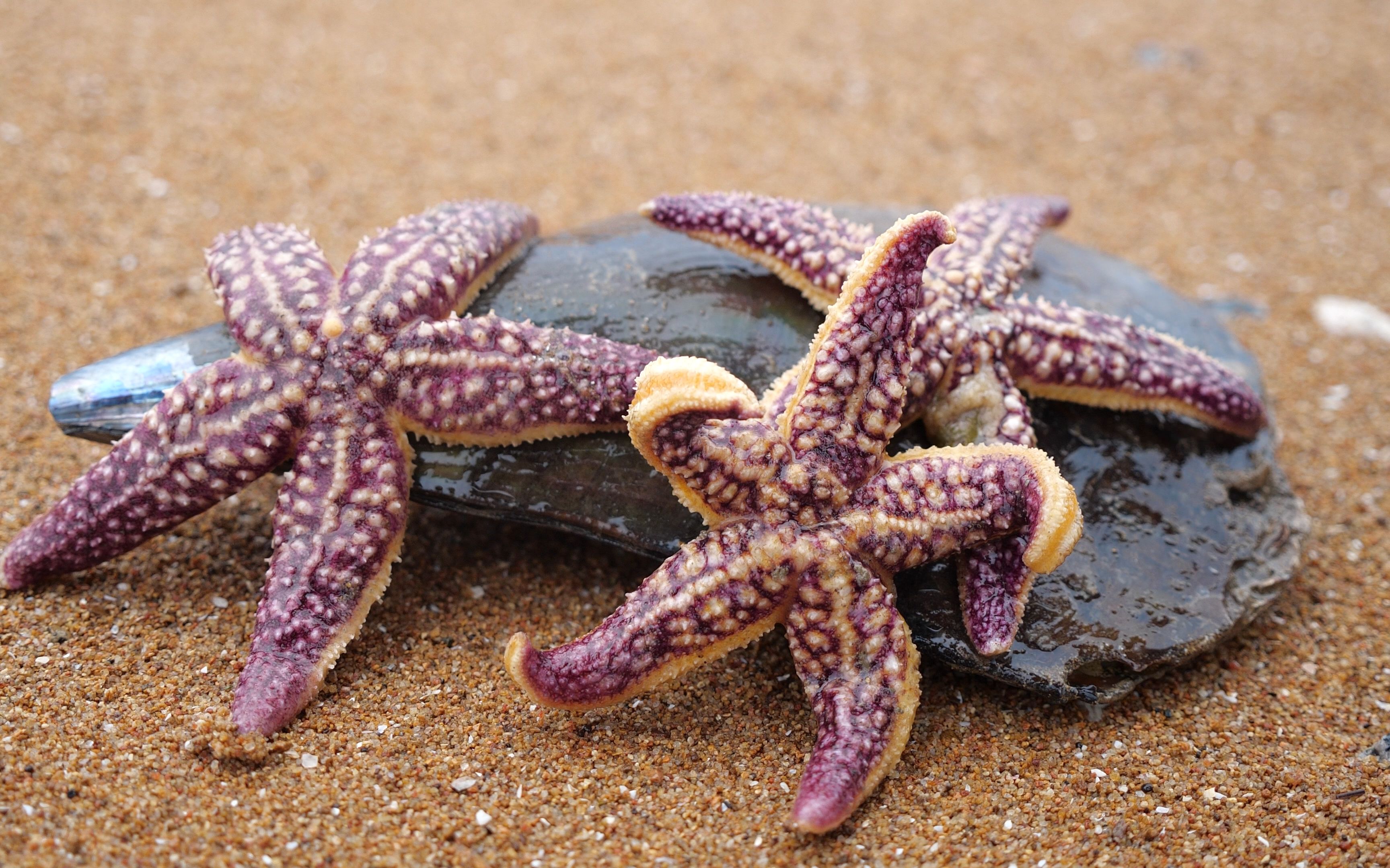 梅船长赶海新发现,海星一家三口喜欢绿色?大梅老爹回忆年少往事