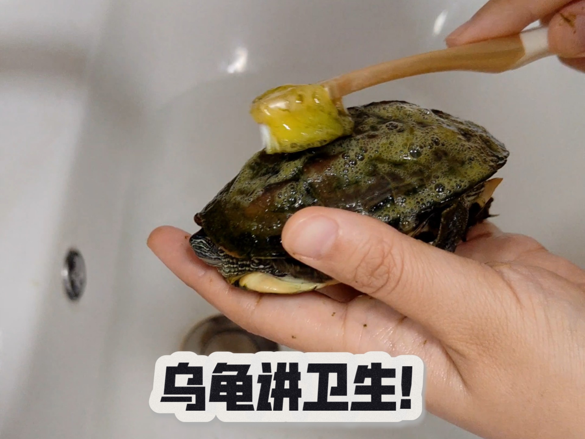 沉浸式乌龟洗澡,手法了得!
