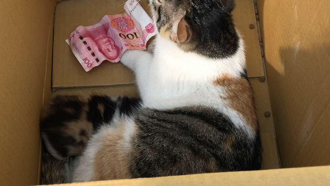 人类幼崽为了摸小奶猫给100块钱给猫麻麻猫麻麻收了钱翻脸不认人