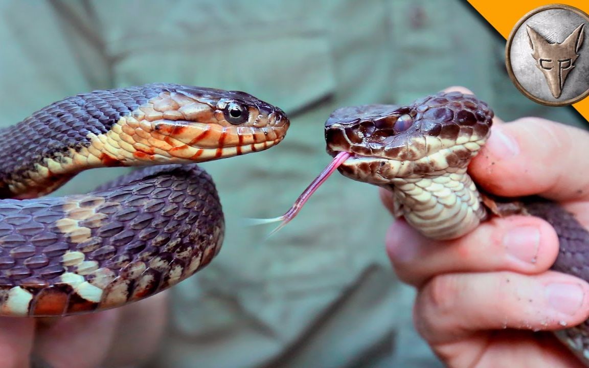 蝮蛇和水蛇的图片图片