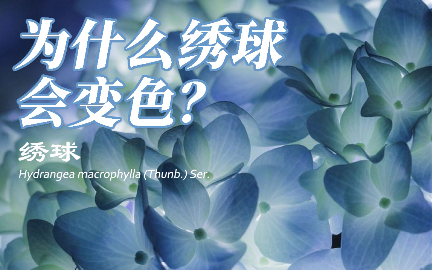 [图]虽在人间人不识，与君名作紫阳花。上海的绣球花开了，去看看吧