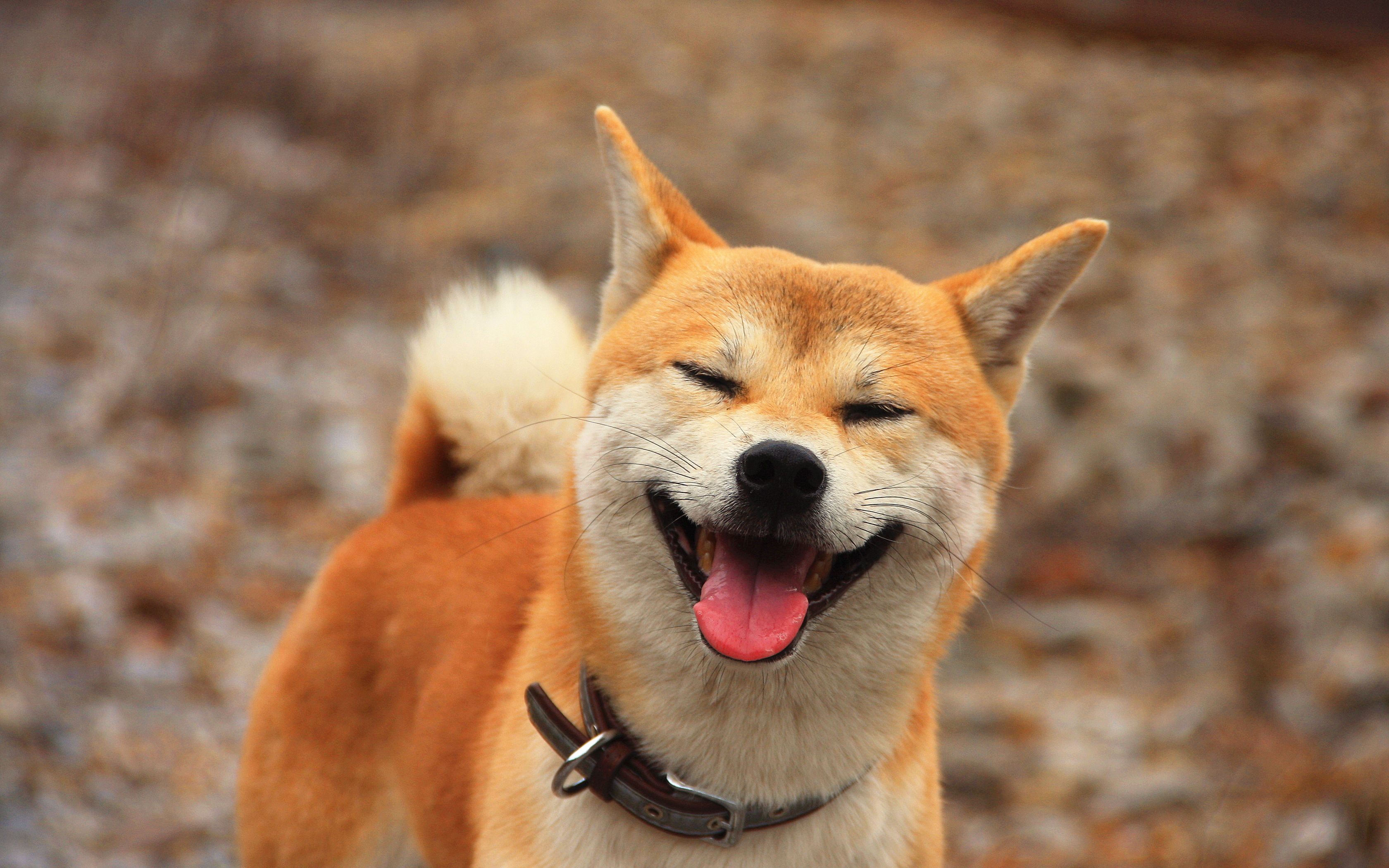 柴犬胖总的一天