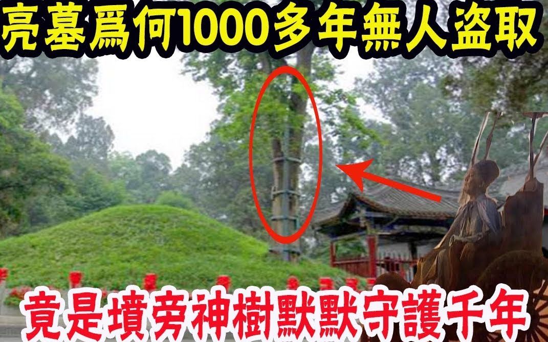 [图]料事如神诸葛亮逝去1000多年，其墓葬至今无人盗取，专家：竟是坟旁这棵神树守护千年！