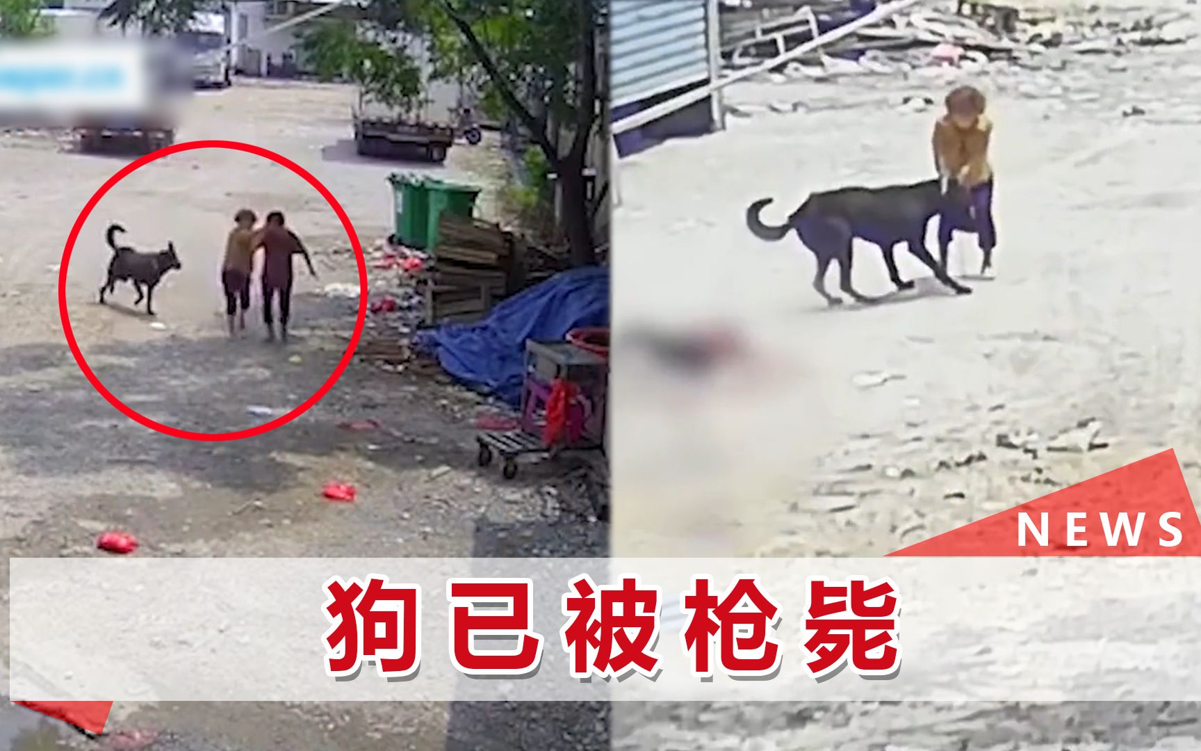 福建漳州咬死老人恶犬被枪毙!酒店事后回应:我们也不是故意的哔哩哔哩bilibili