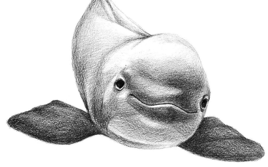 素描海豚教程29
