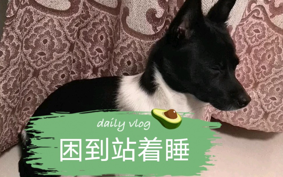 得困成啥样能站着睡?