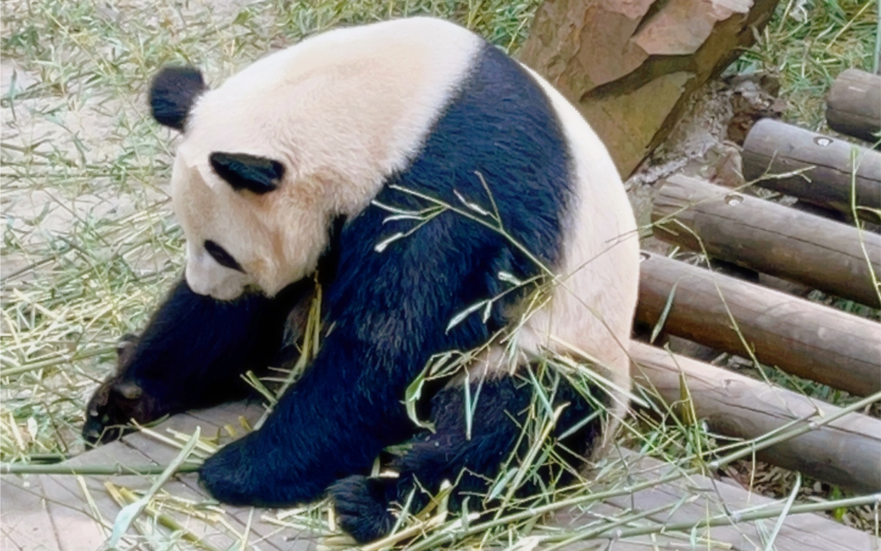 日常|终于看到两个宝宝啦～大熊猫华丽 大熊猫星安