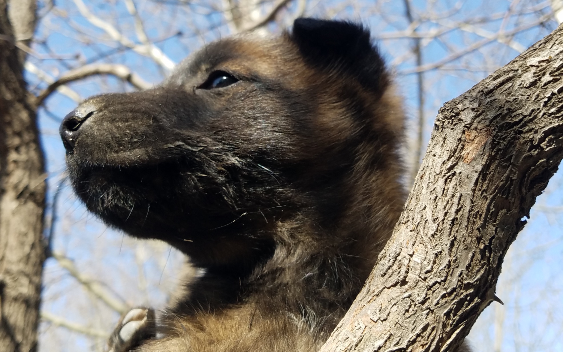 小时候特别粘人的嘤嘤怪,不过小狗在树上的样子还是很帅滴.