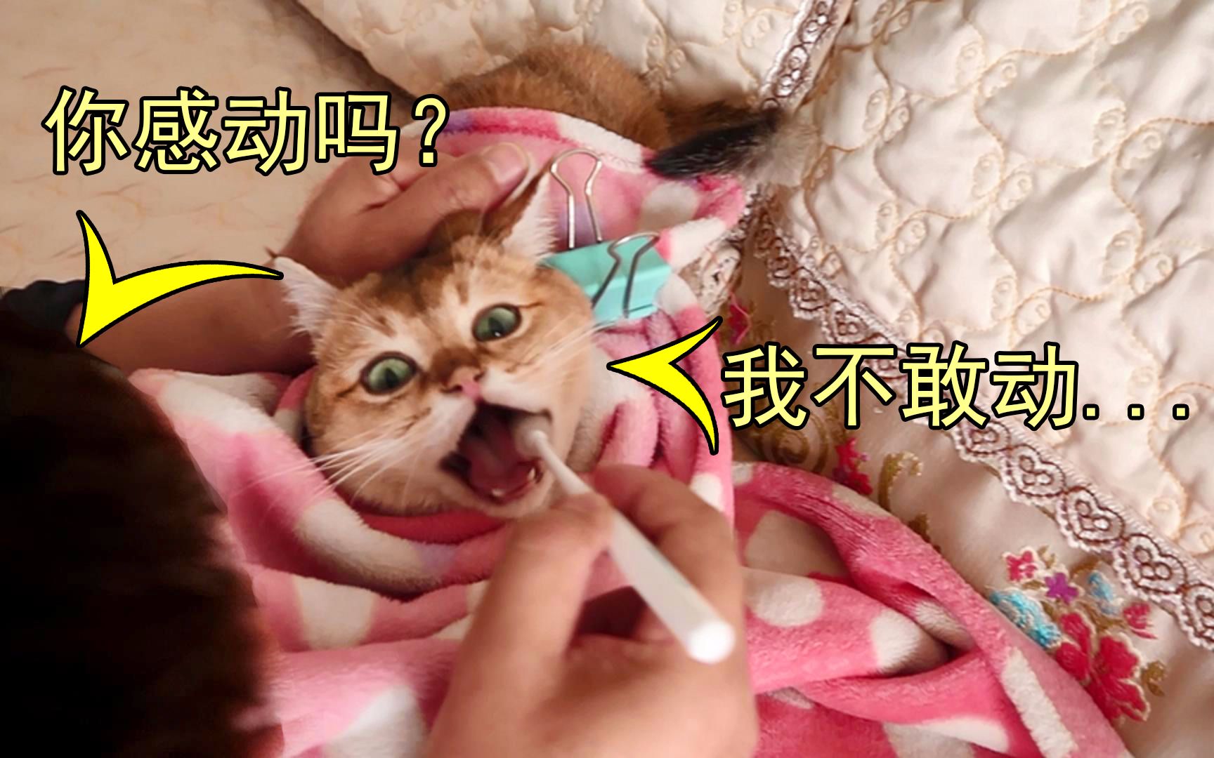 教我爸给猫刷牙,爸:宝贝你感动吗?猫:不敢动不敢动.