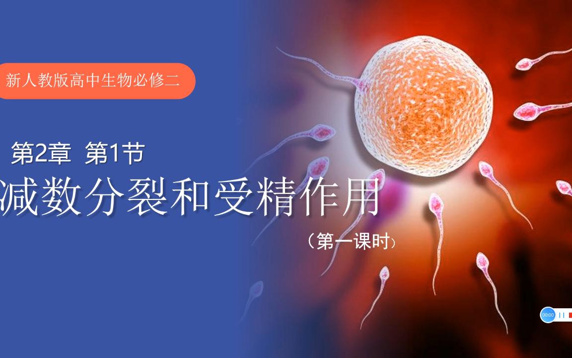 新人教版高中生物---減數分裂和受精作用第一講