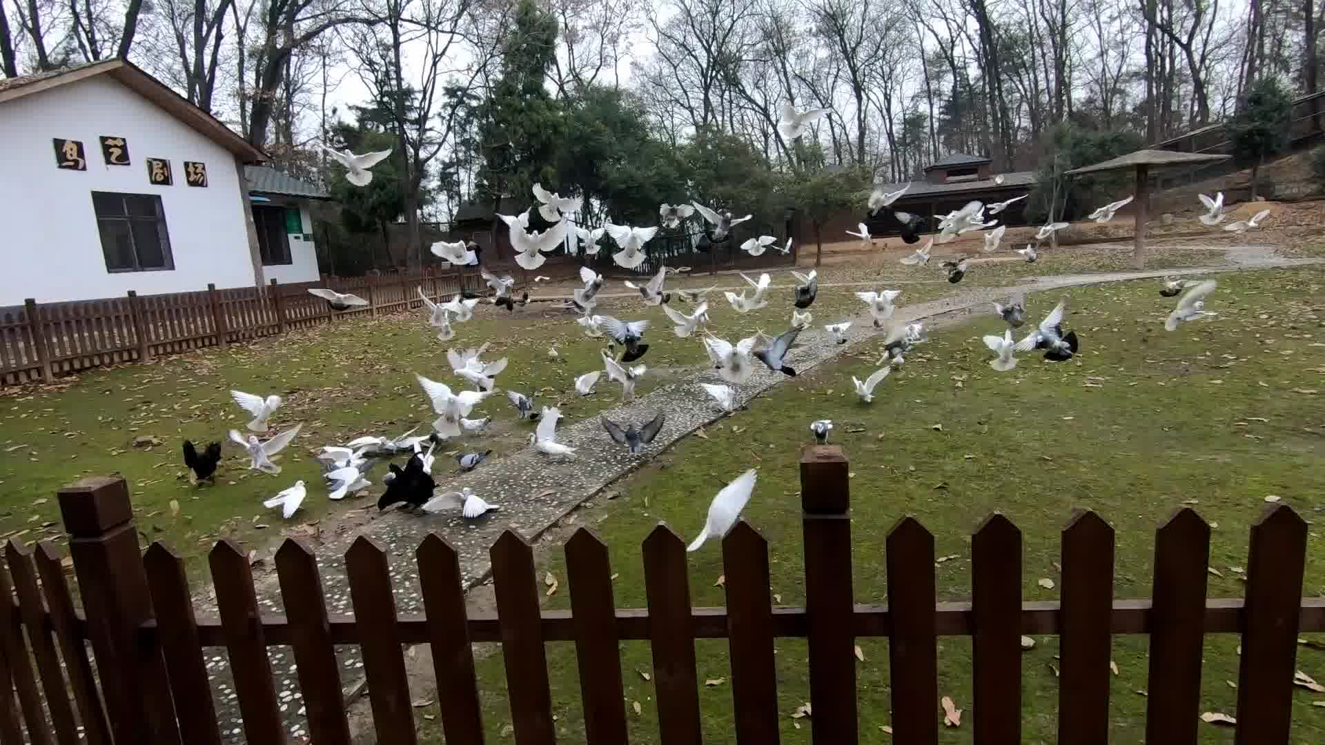 [图]南湾湖-豫南明珠中原第一湖毛主席亲自为大坝题字-一定要把淮河修好