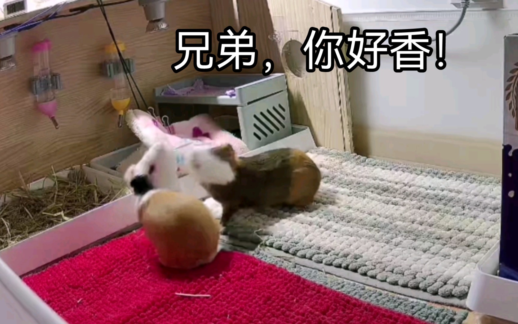 荷兰猪,兄弟,你好香啊!