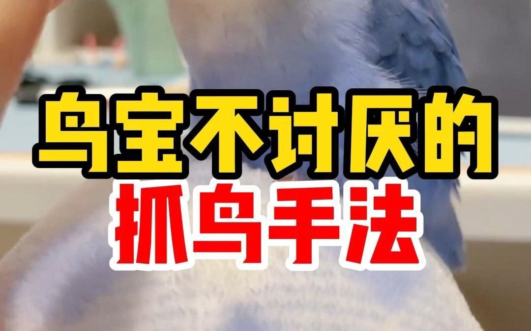 鸟宝不讨厌的抓鸟手法!快学起来哔哩哔哩bilibili