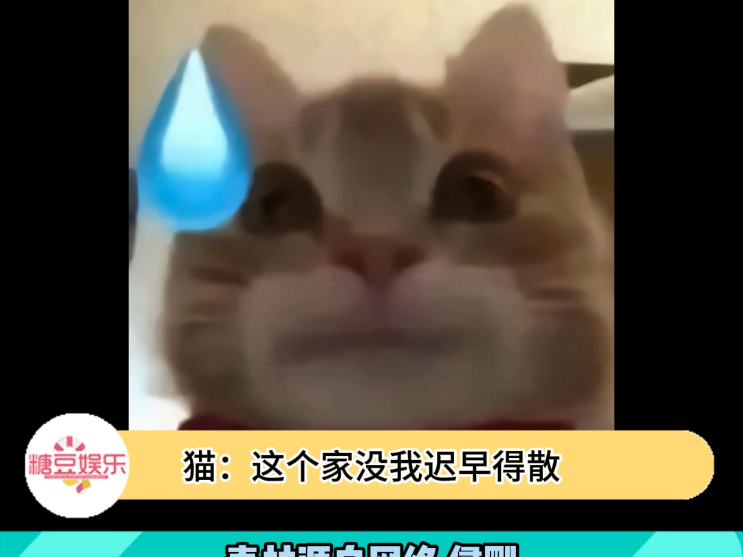 小猫就是非常在意家里每个人呢哔哩哔哩bilibili