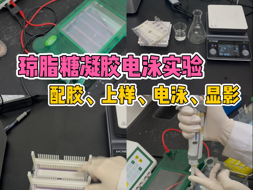 4-Step Agarose Gel Electrophoresis Practical Tutorial