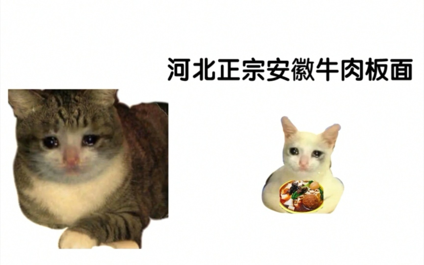 [图]可颂猫，但是河北石家庄正宗安徽牛肉板面