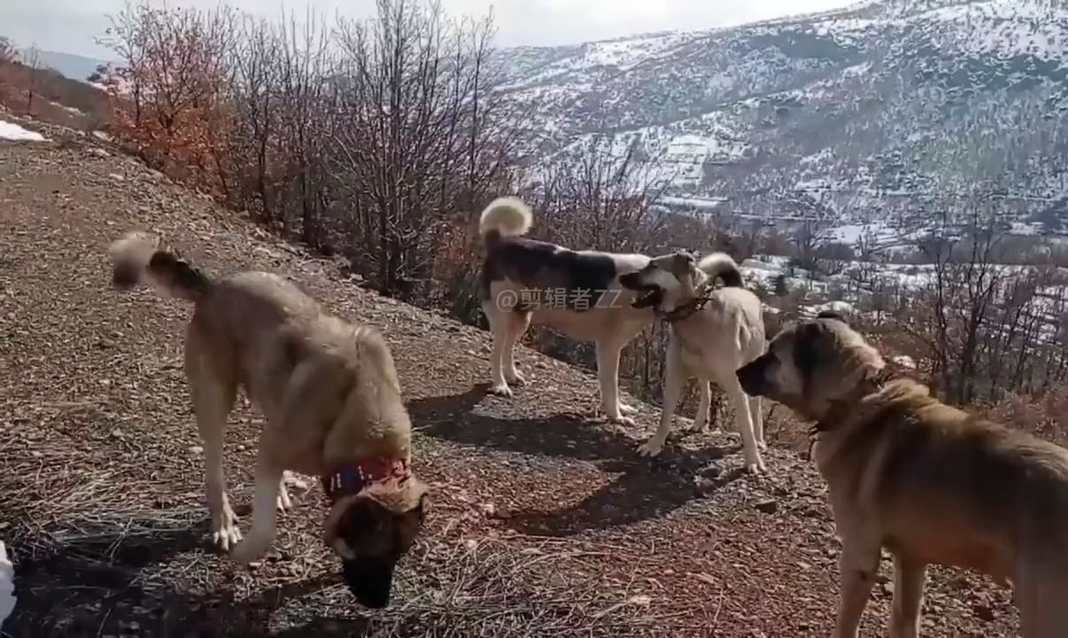 狼群在冬季猎杀一匹马,牧民旋即出动7条坎高犬和狼群大战哔哩哔哩bilibili