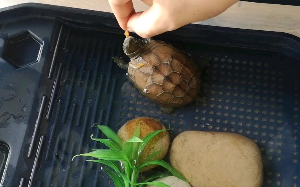 草龟养了一段时间终于实现手喂了
