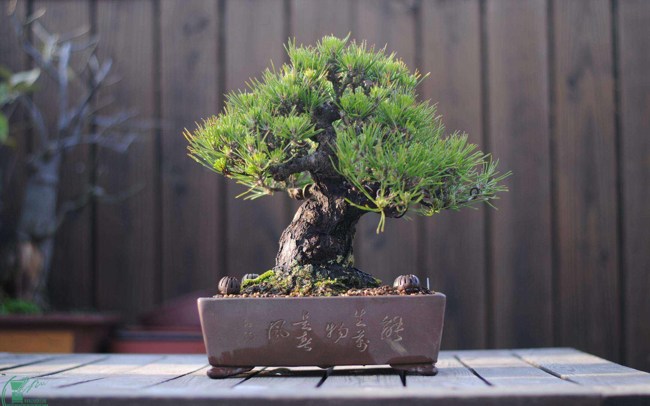 "家有造型黑松,一生不受穷"!寓意极好,怎么种植黑松盆景?