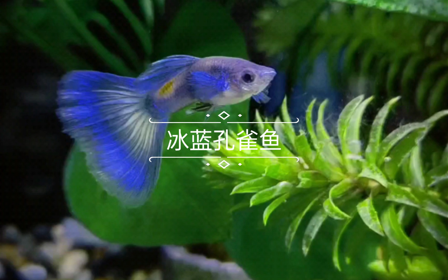 冰蓝孔雀鱼