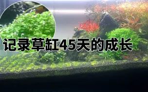 我用45天记录了90草缸的成长，石头上的爬地矮珍珠长的超乎想象