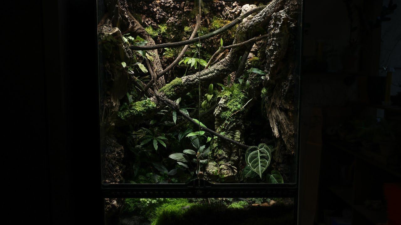 [雨林缸]橡树林中的蜥蜴vivarium 60x45x90 biotope gallery
