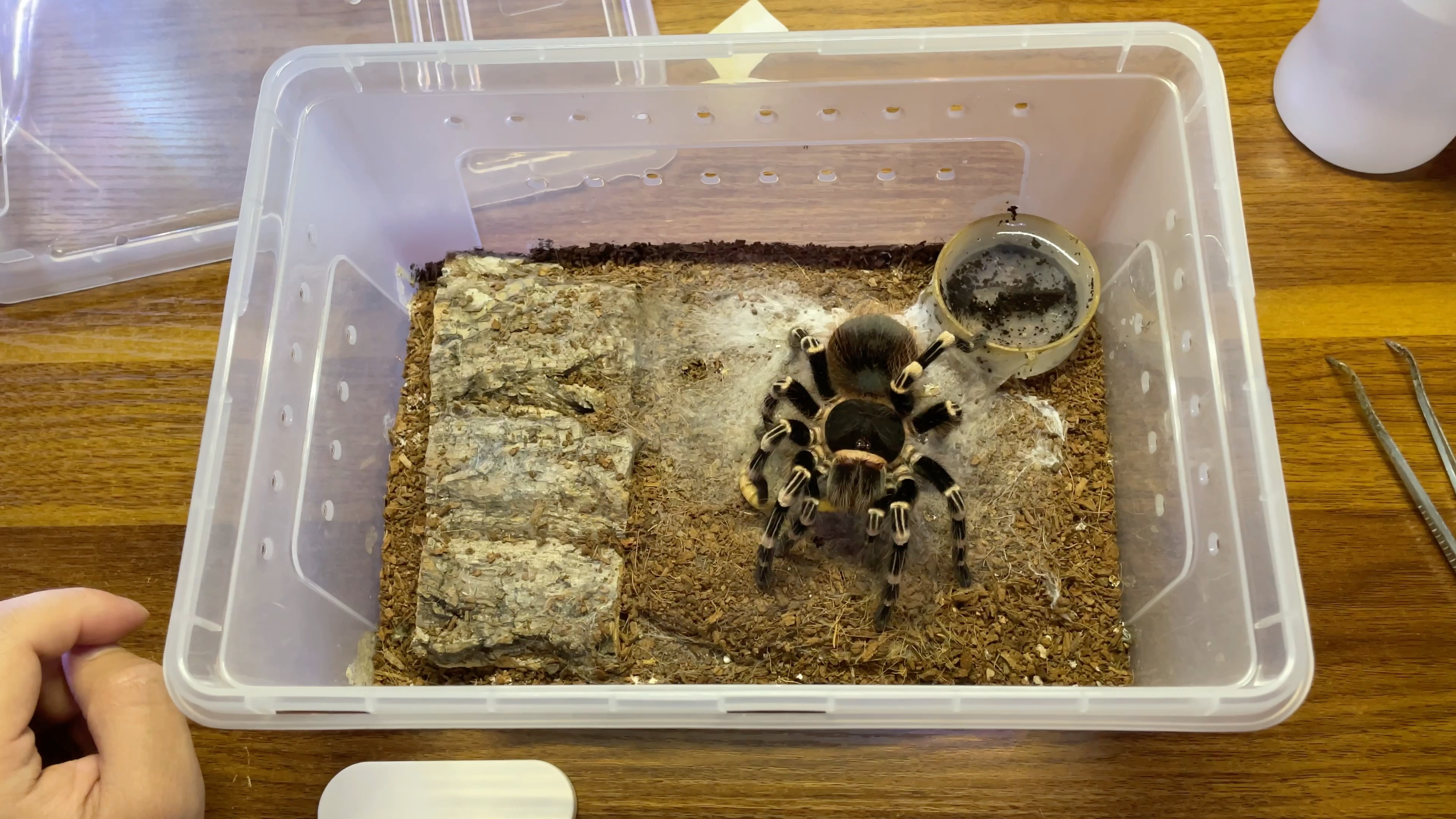 活动作品翛蛋蛋养了5年的墨西哥白膝头