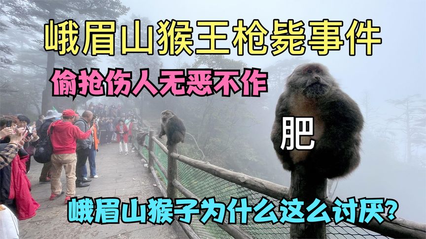 [图]峨眉山猴子偷抢伤人无法无天，峨眉山的猴子为什么这么猖狂？