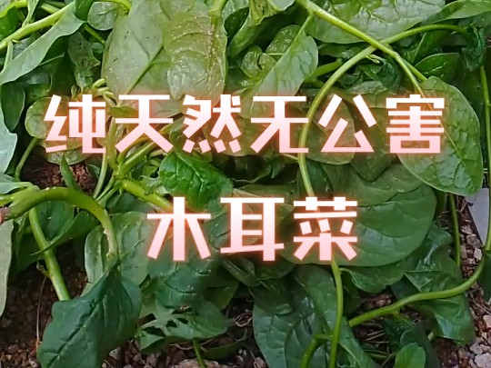 寺庙菜地种的木耳菜,纯天然无公害蔬菜.