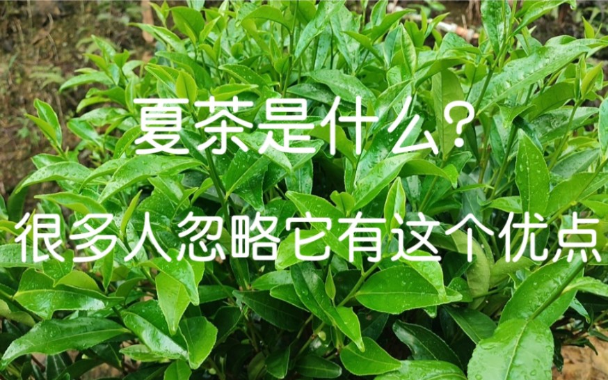 夏茶是什么,一般茶商对它讳莫如深,其实它很重要,很多人也忽略它有这个优点!哔哩哔哩bilibili