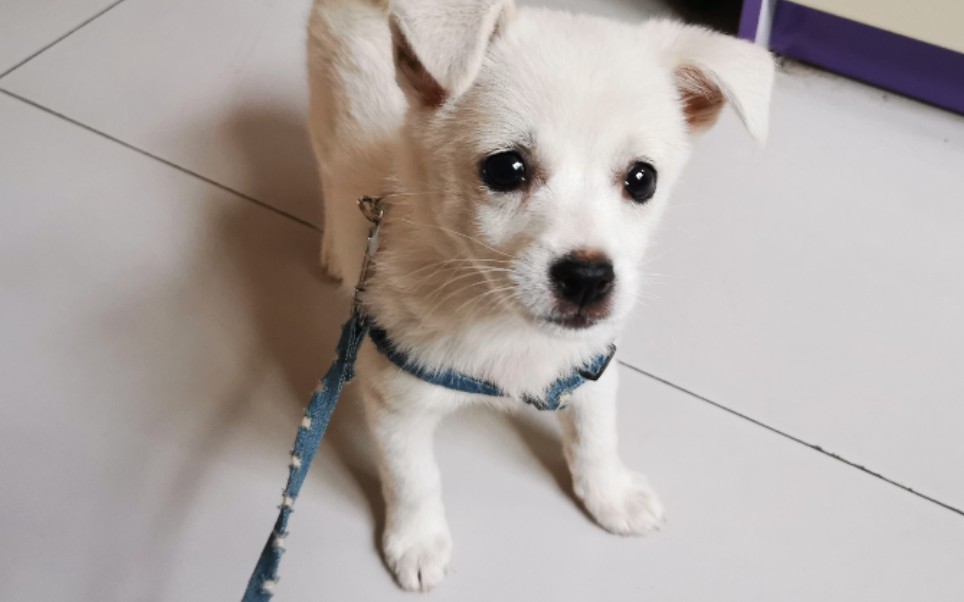 乖巧 可爱 一脸无害