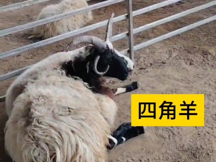 涨知识#治愈#搞笑 四角羊体格比同龄羊健硕不少.
