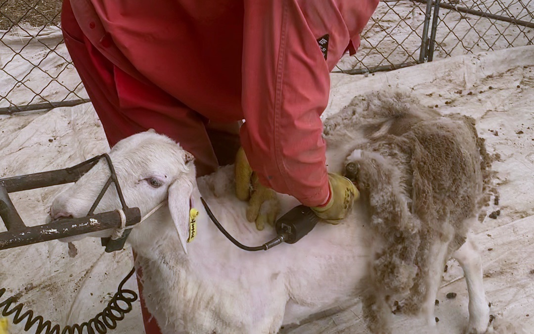 工作师傅剃羊毛