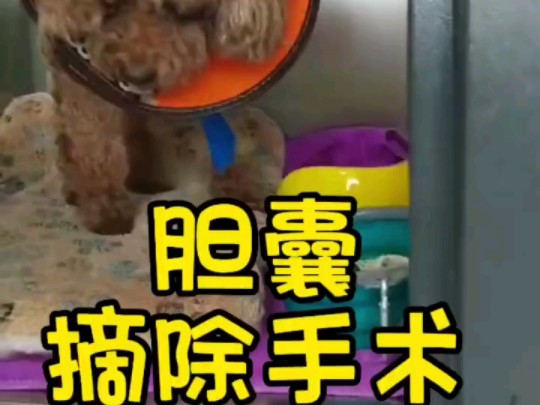 胆囊结石堵塞总胆管手术摘除衡水宠物医院衡水动物医院衡水爱心宠物医院哔哩哔哩bilibili