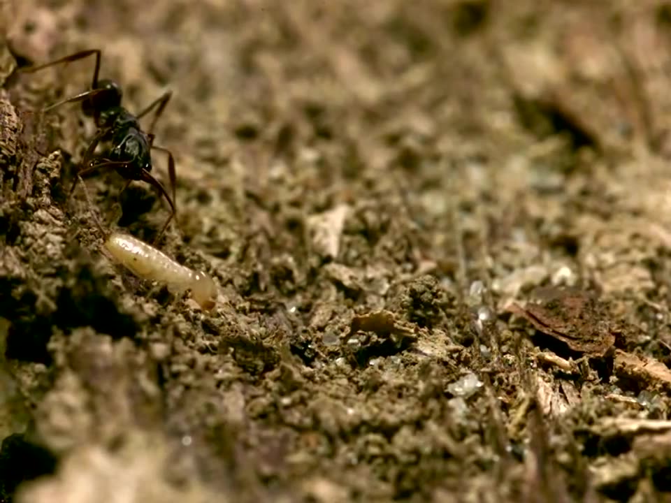 大齿猛蚁捕食白蚁